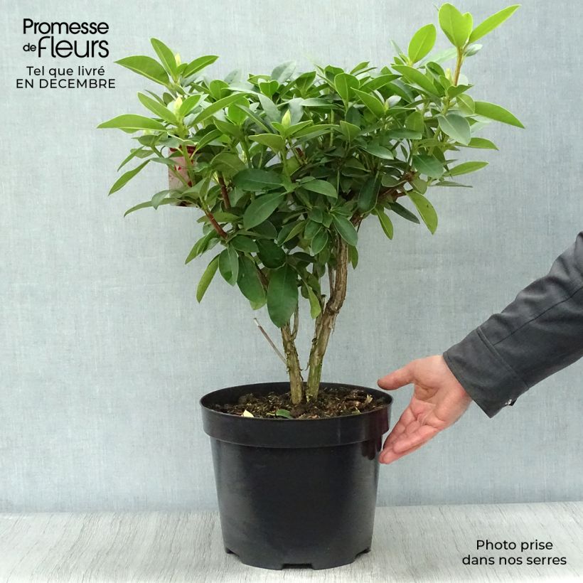 Exemplar von Rhododendron Albert Schweitzer Topf mit 7,5L/10L wie im Winter geliefert