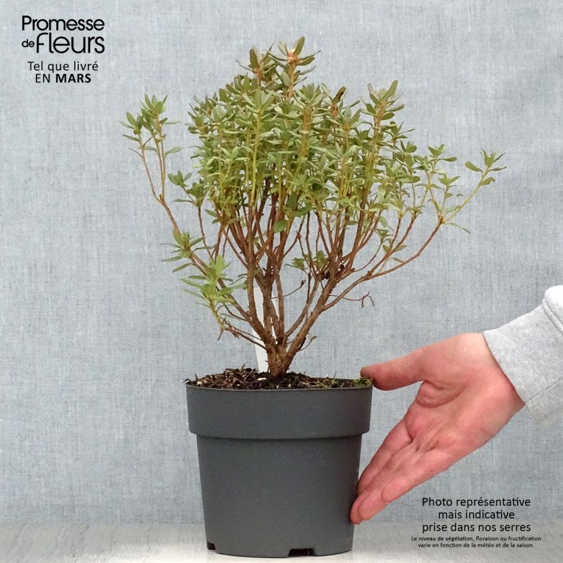 Exemplar von Rhododendron Blue Silver - Rhododendron nain Pot de 3L/4L wie im Frühjahr geliefert