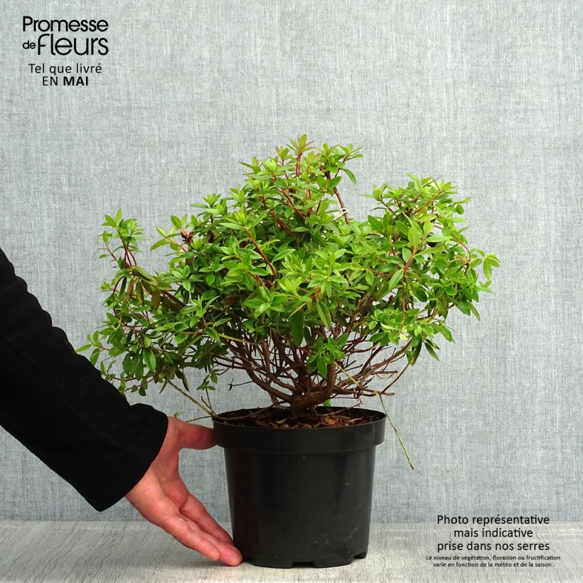 Exemplar von Rhododendron Blue Tit Pot de 2L/3L wie im Frühjahr geliefert