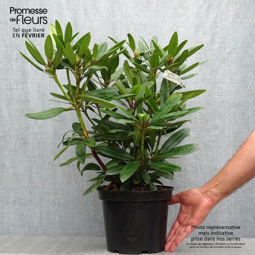 Exemplar von Rhododendron Calsap Topf mit 4L/5L wie im Herbst geliefert