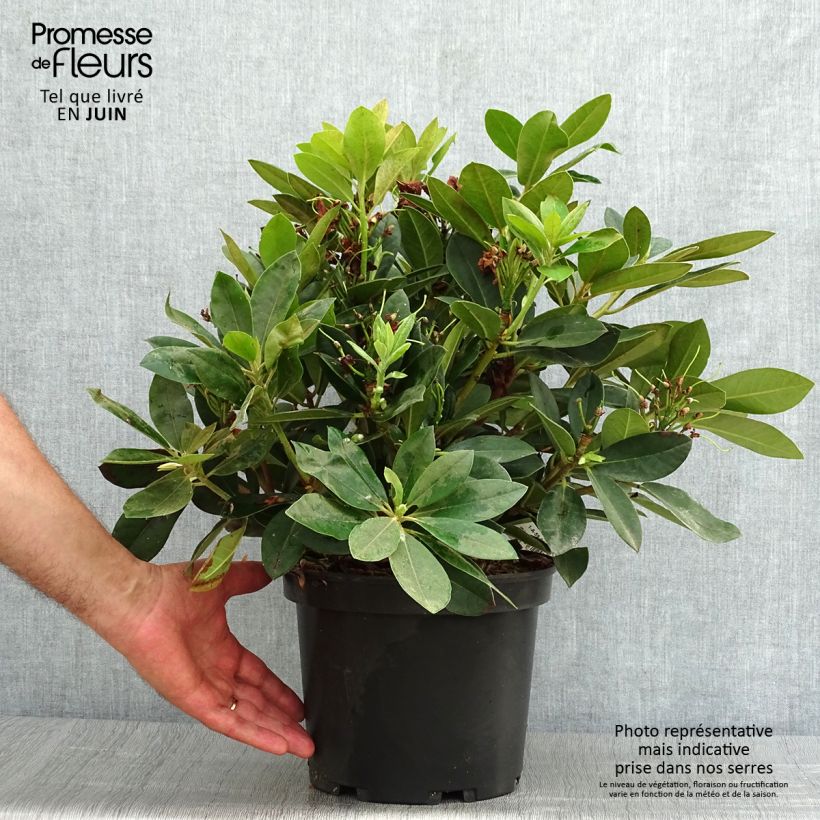 Exemplar von Rhododendron yakushimanum Dream Land Topf mit 3L/4L wie im Sommer geliefert