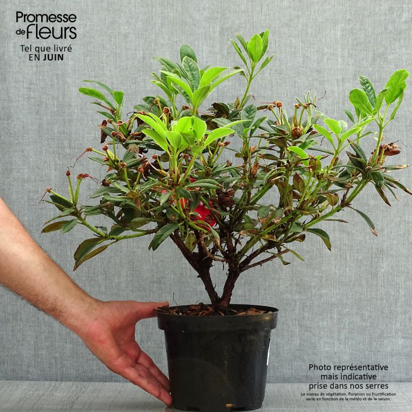 Exemplar von Rhododendron Elizabeth Red Foliage Topf mit 2L/3L wie im Sommer geliefert