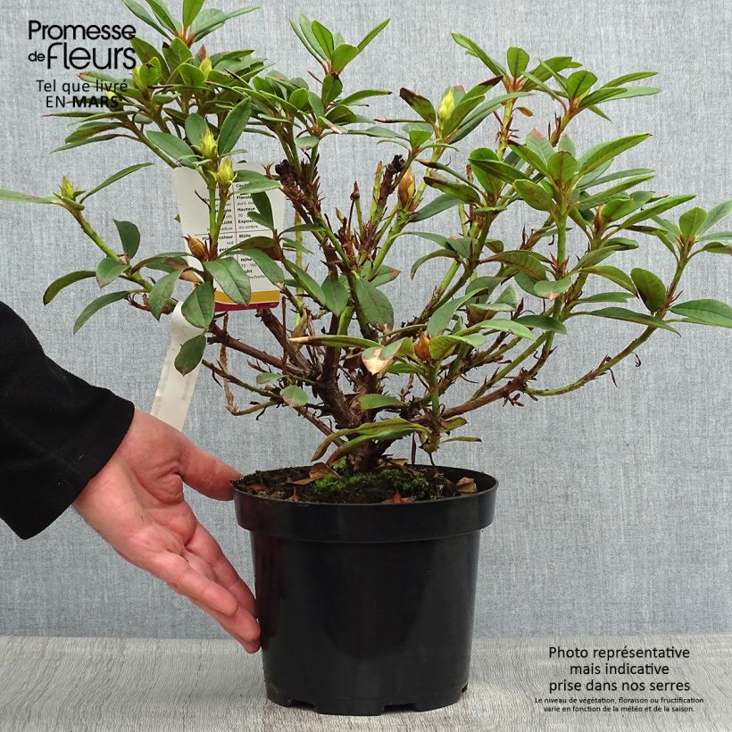 Exemplar von Rhododendron Elizabeth Red Foliage Pot de 2L/3L wie im Frühjahr geliefert
