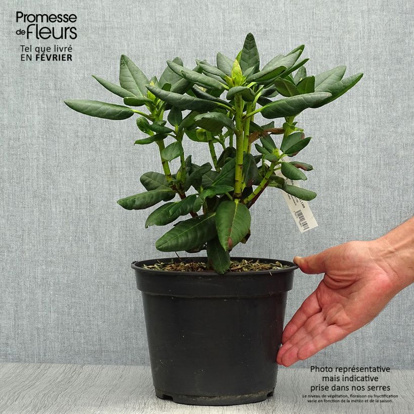 Exemplar von Rhododendron Gedser Gold Topf mit 4L/5L wie im Herbst geliefert
