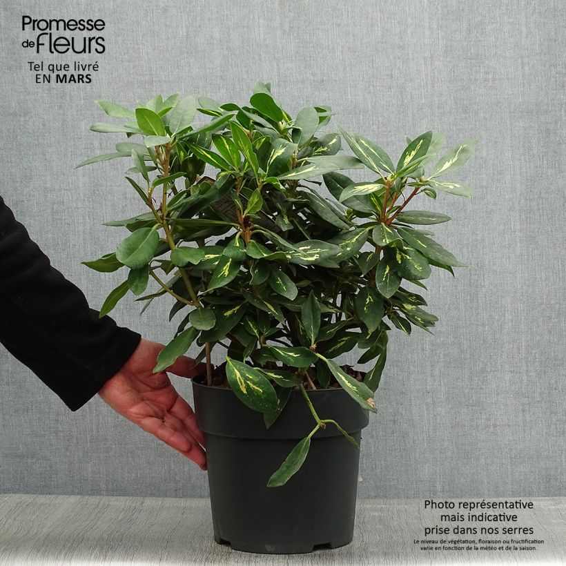 Exemplar von Rhododendron Goldflimmer Pot de 3L/4L wie im Frühjahr geliefert
