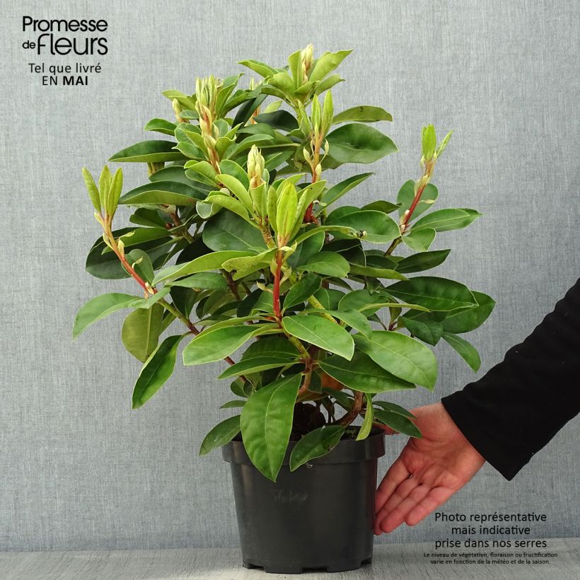 Exemplar von Rhododendron Gomer Waterer en pot de 3L/4L wie im Frühjahr geliefert