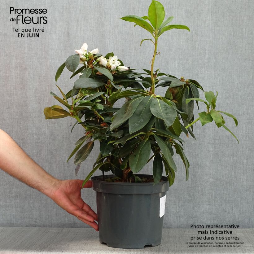 Exemplar von Rhododendron Gomer Waterer en pot de 7,5L/10L wie im Frühjahr geliefert