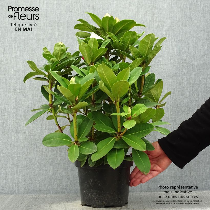 Exemplar von Rhododendron Halfdan Lem en pot de 4L/5L wie im Frühjahr geliefert