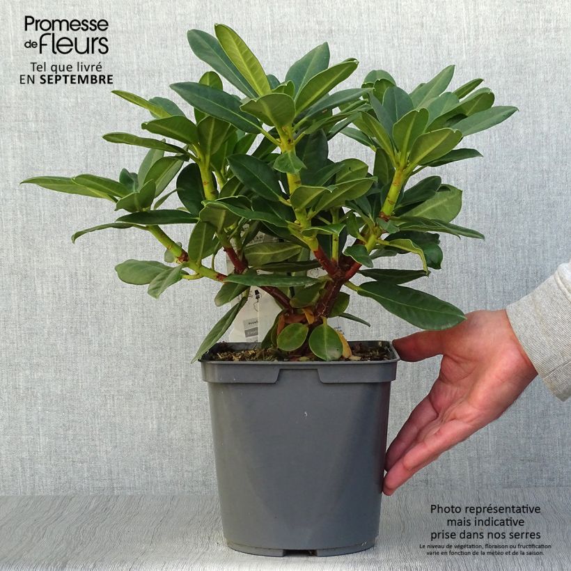 Exemplar von Rhododendron Horizon Monarch Topf mit 4L/5L wie im Herbst geliefert