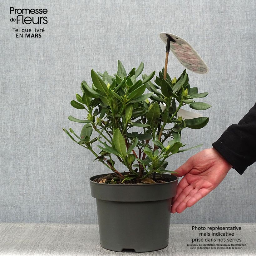 Exemplar von Rhododendron INKARHO Brasilia Topf mit 4L/5L wie im Frühjahr geliefert