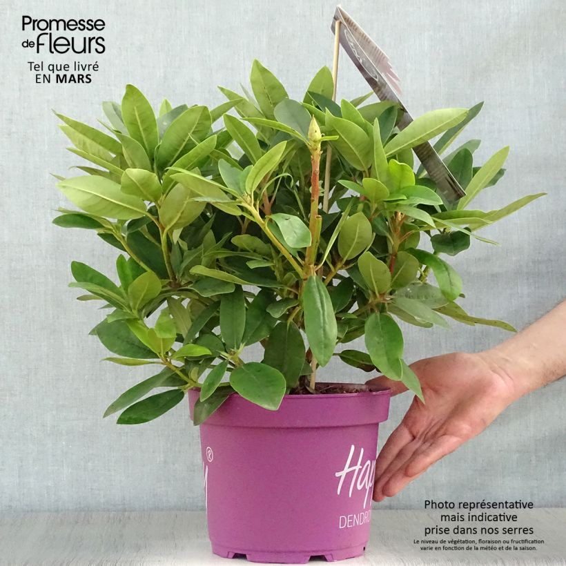 Exemplar von Rhododendron INKARHO Happydendron Pushy Purple Topf mit 4L/5L wie im Frühjahr geliefert