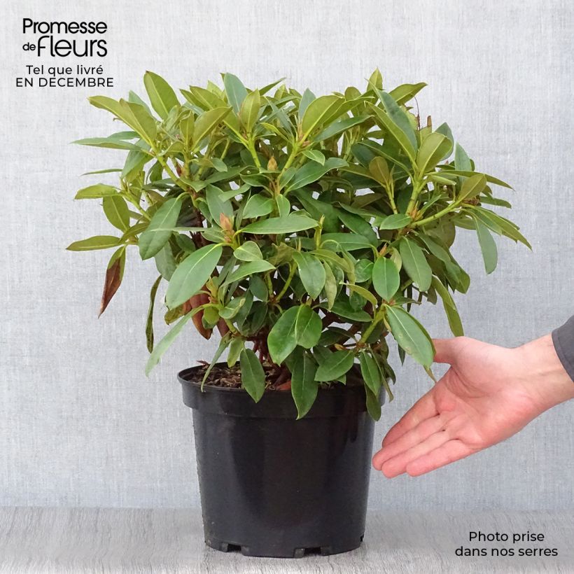 Exemplar von Rhododendron Jingle Bells Topf mit 4L/5L wie im Winter geliefert