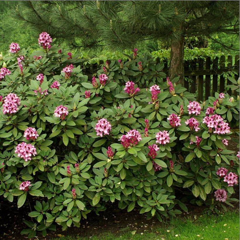 Rhododendron Kokardia (Hafen)