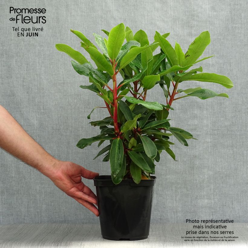 Exemplar von Rhododendron Lem's Monarch Topf mit 6L/7L wie im Sommer geliefert