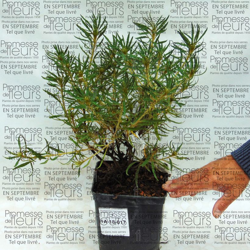 Beispiel eines Exemplars von Rhododendron macrosepalum Linearifolium Topf mit 2L/3L wie geliefert