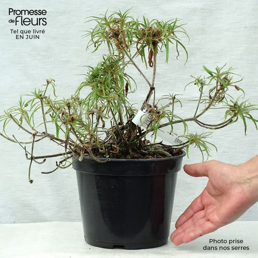 Exemplar von Rhododendron macrosepalum Linearifolium Topf mit 4L/5L wie im Sommer geliefert