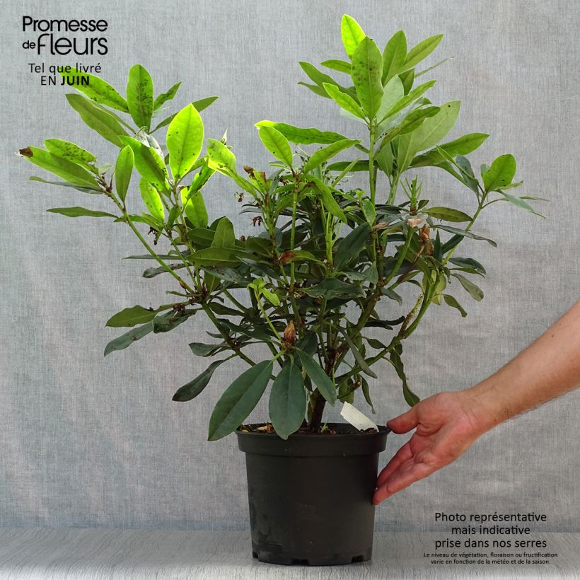 Exemplar von Rhododendron Madame Masson Topf mit 4L/5L wie im Sommer geliefert