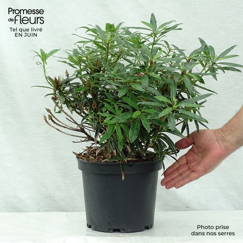 Exemplar von Rhododendron Melville Topf mit 3L/4L wie im Sommer geliefert