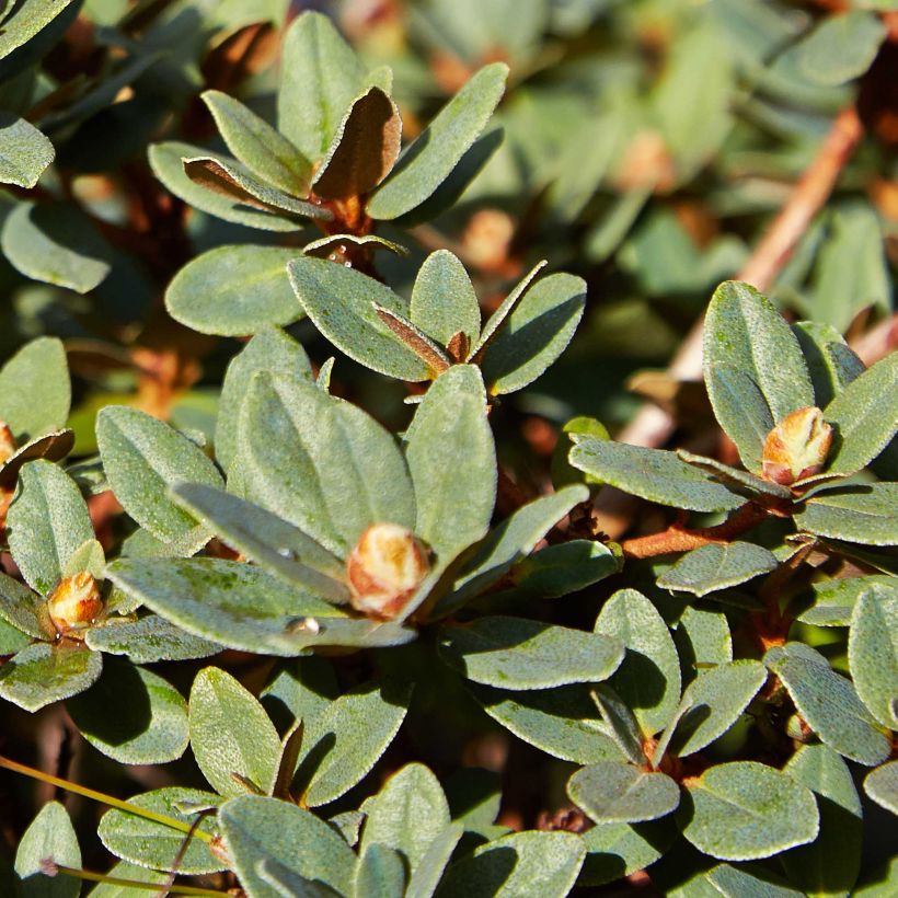 Rhododendron impeditum Moerheim - Zwerg-Rhododendron (Laub)