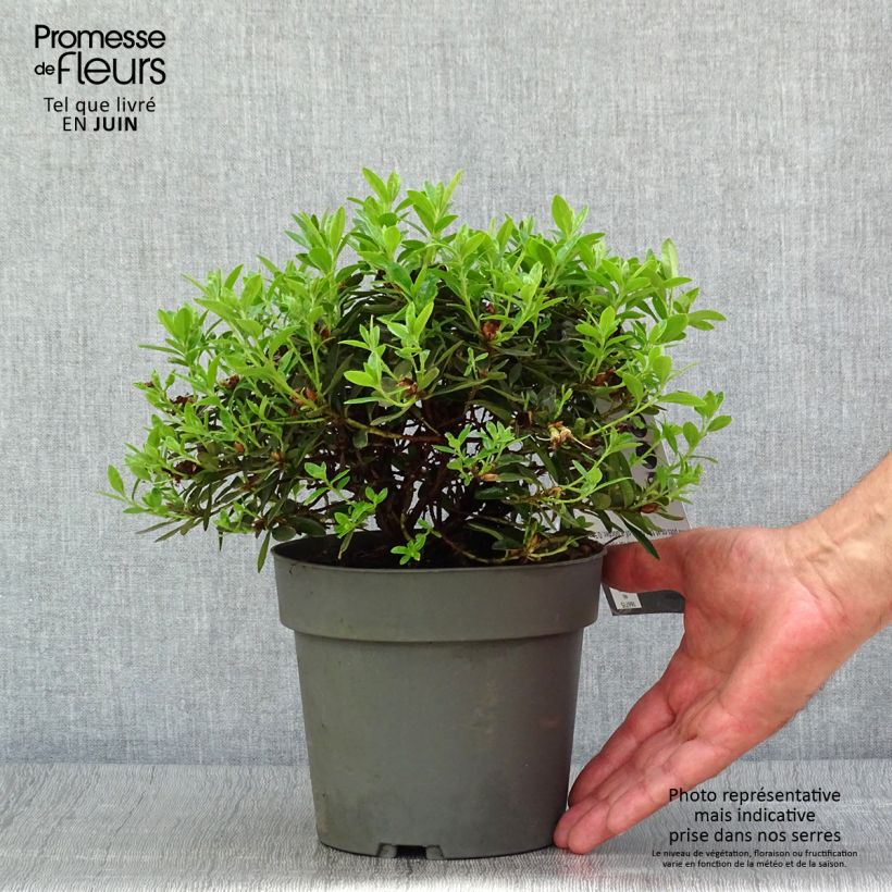 Exemplar von Rhododendron impeditum Moerheim - Zwerg-Rhododendron Topf mit 2L/3L wie im Sommer geliefert