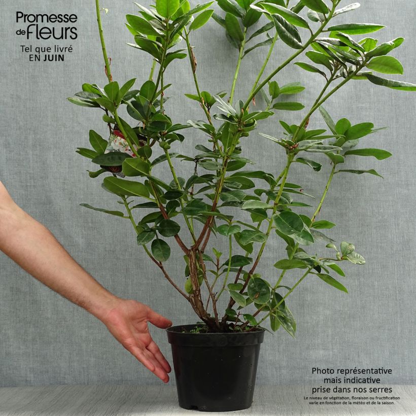 Exemplar von Rhododendron Mrs T.h.lowinsky Topf mit 4L/5L wie im Sommer geliefert