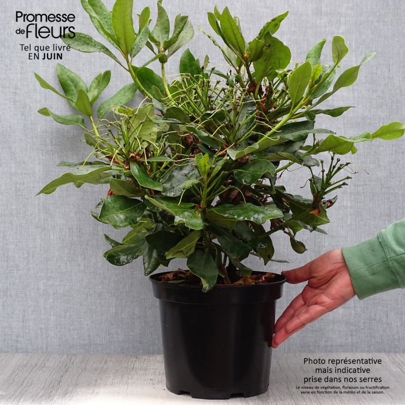 Exemplar von Rhododendron Nova Zembla Topf mit 4L/5L wie im Sommer geliefert