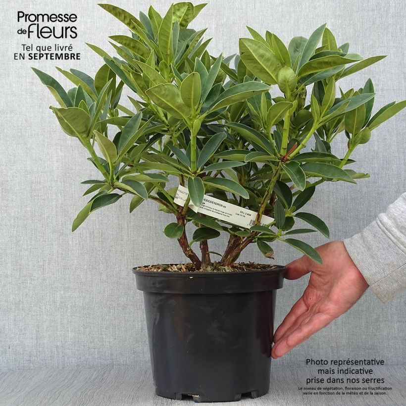 Exemplar von Rhododendron Olga Topf mit 4L/5L wie im Herbst geliefert