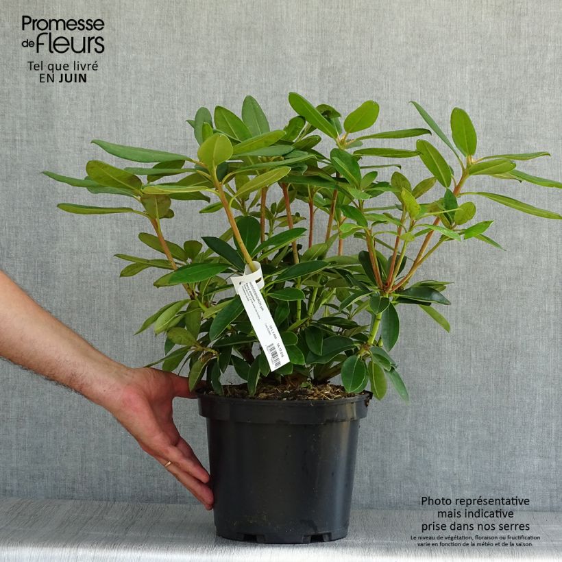 Exemplar von Rhododendron yakushimanum Percy Wiseman Topf mit 3L/4L wie im Sommer geliefert