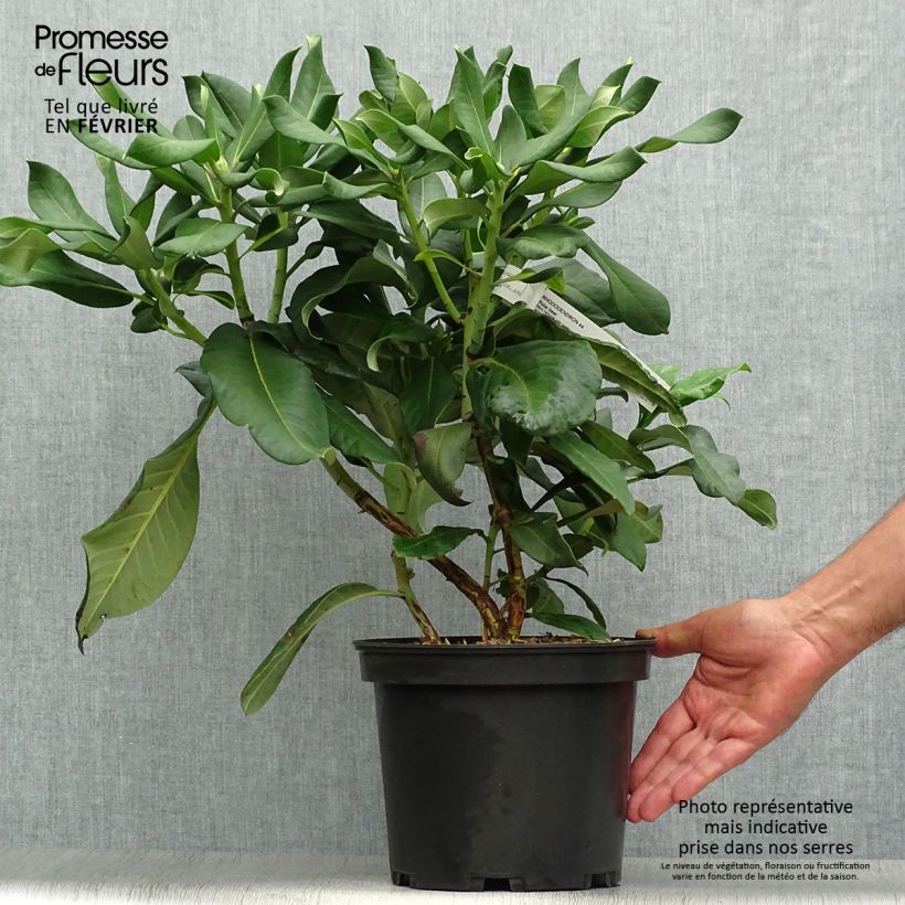 Exemplar von Rhododendron Polar Bear Topf mit 4L/5L wie im Herbst geliefert