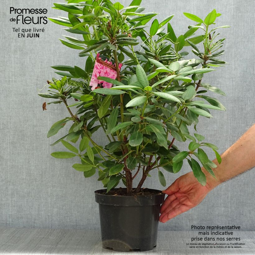 Exemplar von Rhododendron catawbiense Roseum Elegans Topf mit 4L/5L wie im Sommer geliefert