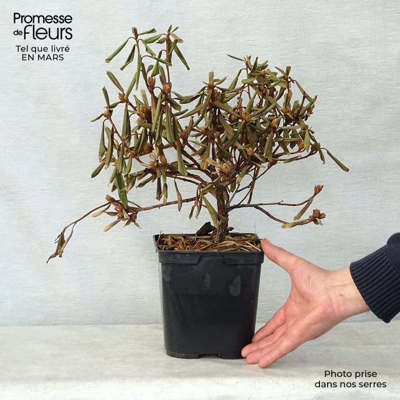 Exemplar von Rhododendron Saffron Queen - Rhododendron nain Pot de 3L/4L wie im Frühjahr geliefert