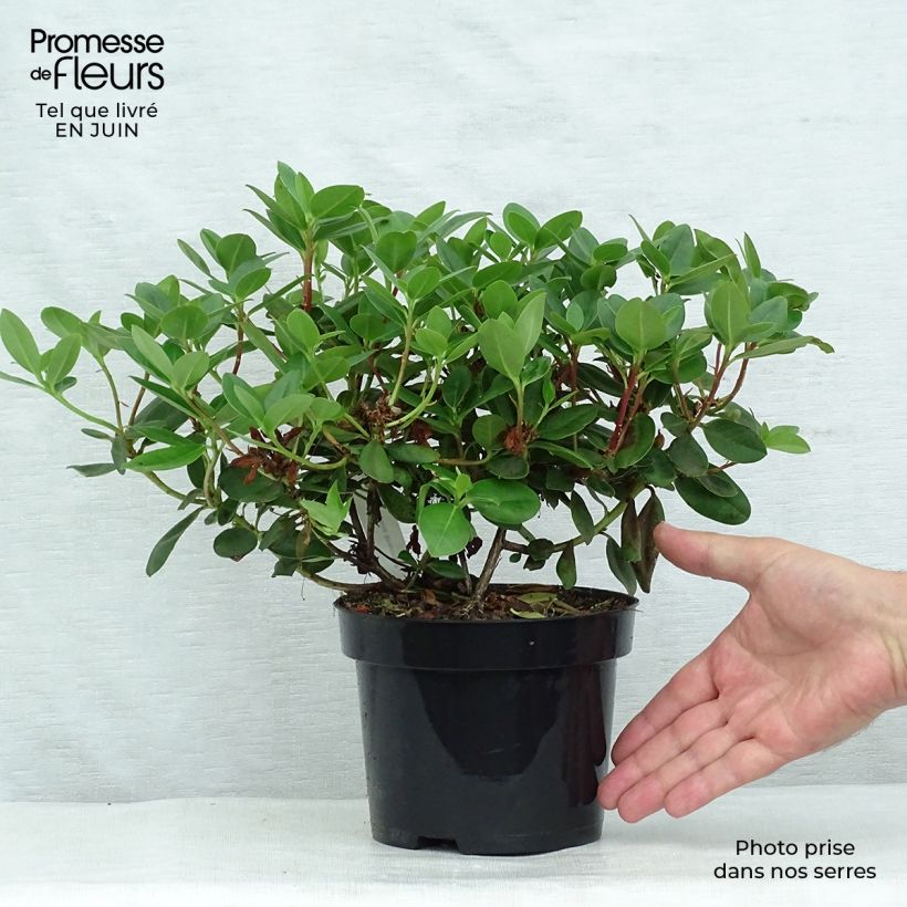 Exemplar von Rhododendron Shamrock Topf mit 2L/3L wie im Sommer geliefert