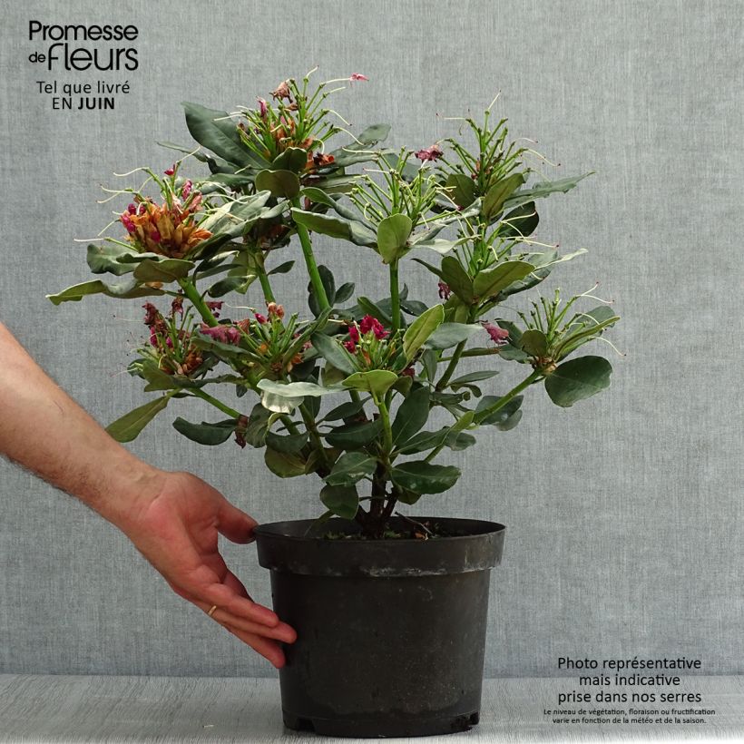Exemplar von Rhododendron Wilgen's Ruby Topf mit 4L/5L wie im Sommer geliefert