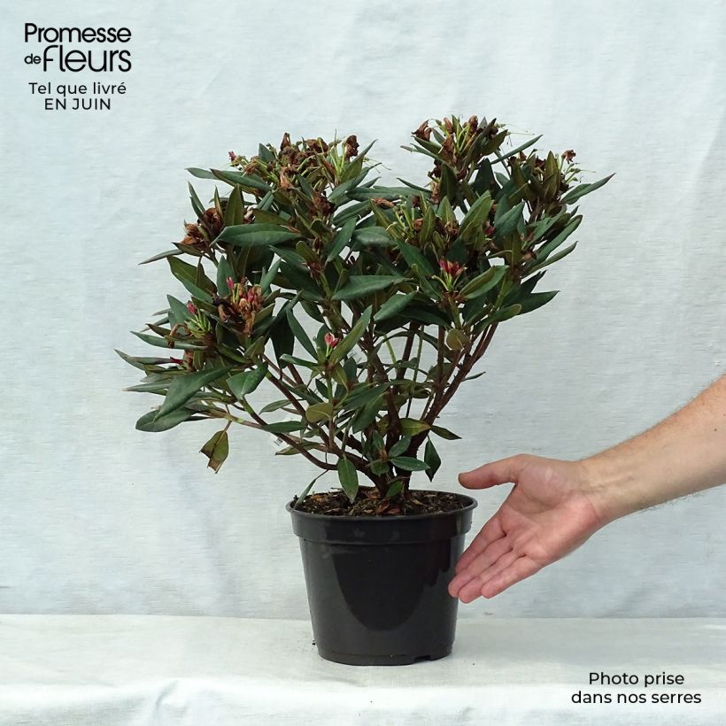 Exemplar von Rhododendron Winsome Topf mit 3L/4L wie im Sommer geliefert