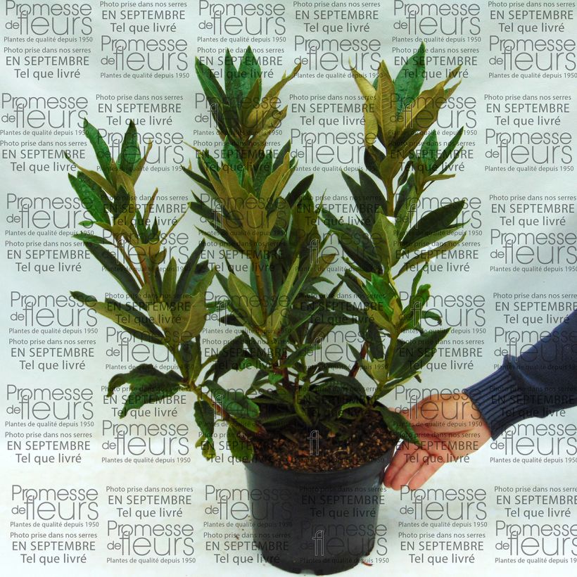 Beispiel eines Exemplars von Rhododendron arboreum subsp. arboreum Topf mit 12L/15L wie geliefert