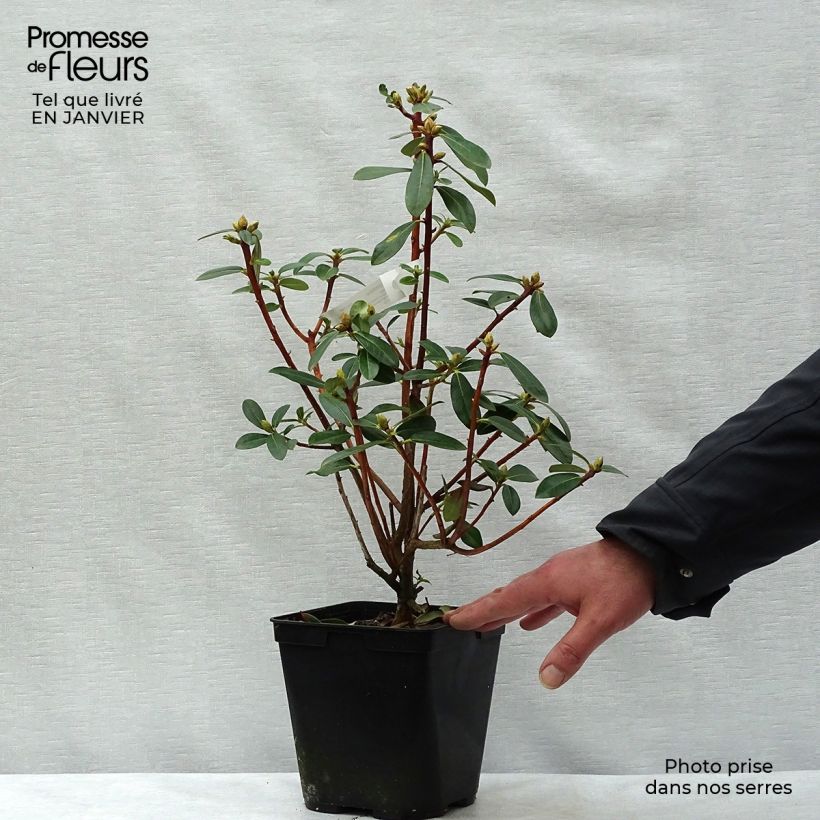 Exemplar von Rhododendron cinnabarinum Topf mit 3L/4L wie im Winter geliefert