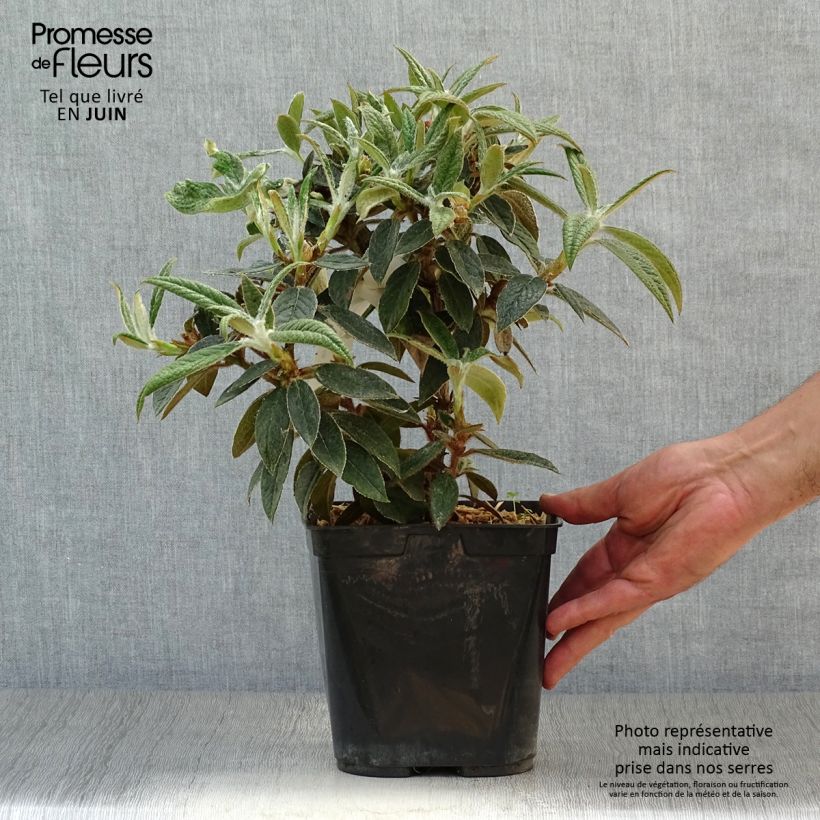 Exemplar von Rhododendron edgeworthii Topf mit 3L/4L wie im Sommer geliefert