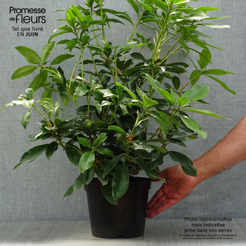 Exemplar von Rhododendron Blue Jay Topf mit 4L/5L wie im Sommer geliefert