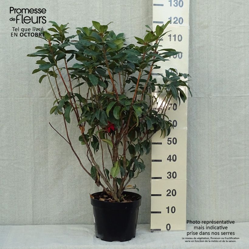 Exemplar von Rhododendron Moser's Maroon Topf mit 7,5L/10L wie im Herbst geliefert