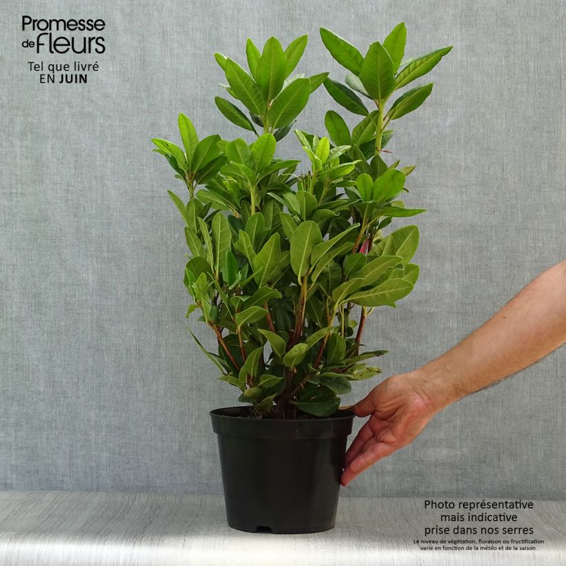 Exemplar von Rhododendron Rocket Topf mit 4L/5L wie im Sommer geliefert