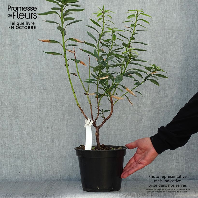 Exemplar von Rhododendron lindleyi Topf mit 4L/5L wie im Herbst geliefert