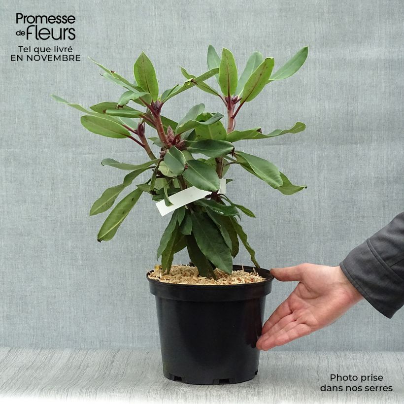 Exemplar von Rhododendron loderi King George Topf mit 4L/5L wie im Herbst geliefert