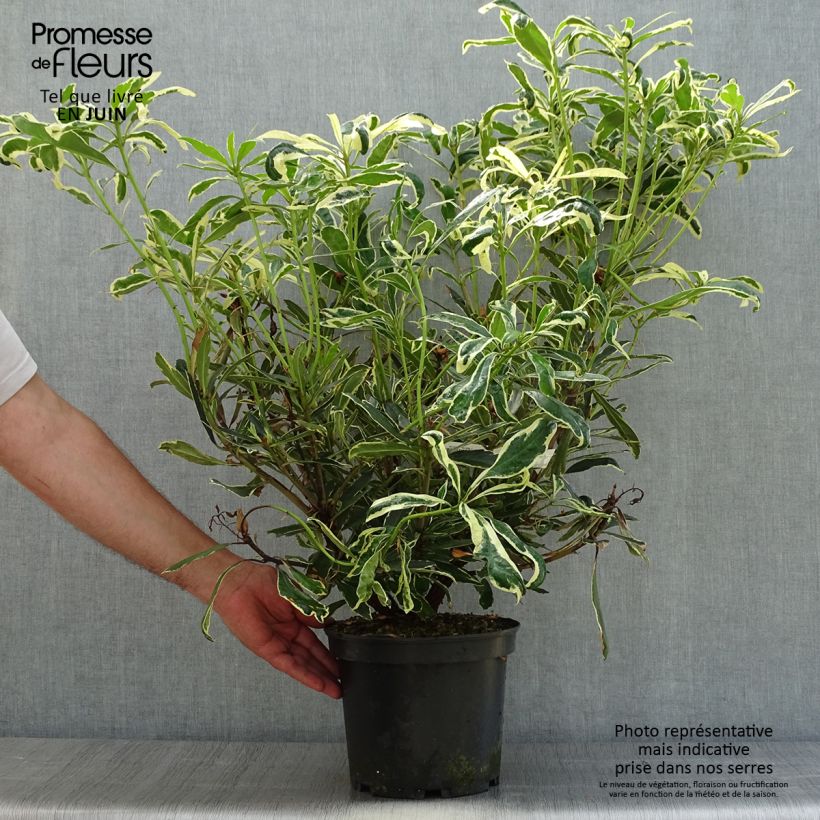 Exemplar von Rhododendron ponticum Variegatum Topf mit 4L/5L wie im Sommer geliefert