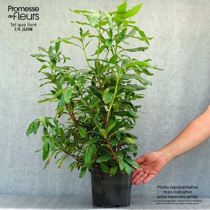 Exemplar von Rhododendron ponticum Topf mit 3L/4L wie im Sommer geliefert