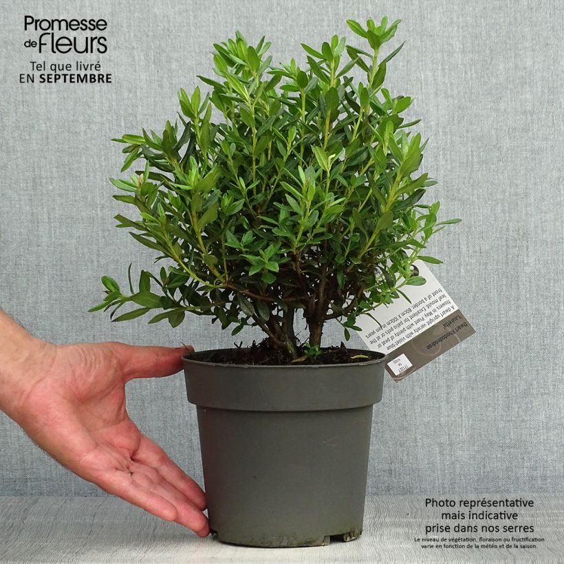 Exemplar von Rhododendron russatum Lauretta Topf mit 2L/3L wie im Herbst geliefert