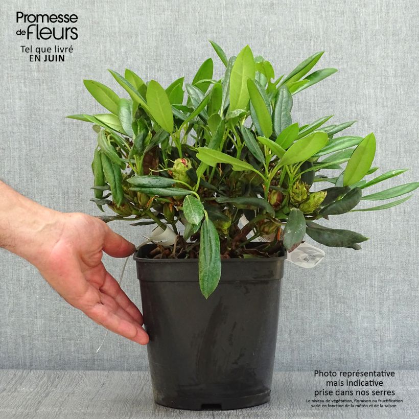 Exemplar von Rhododendron yakushimanum Barbarella Topf mit 4L/5L wie im Sommer geliefert