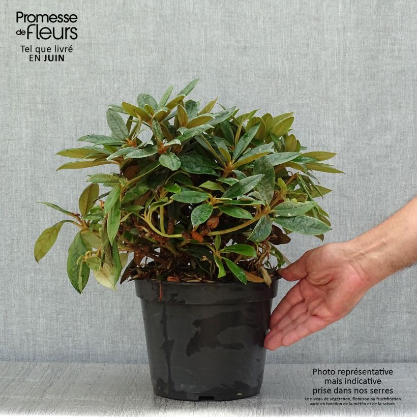 Exemplar von Rhododendron yakushimanum Grumpy Topf mit 3L/4L wie im Sommer geliefert