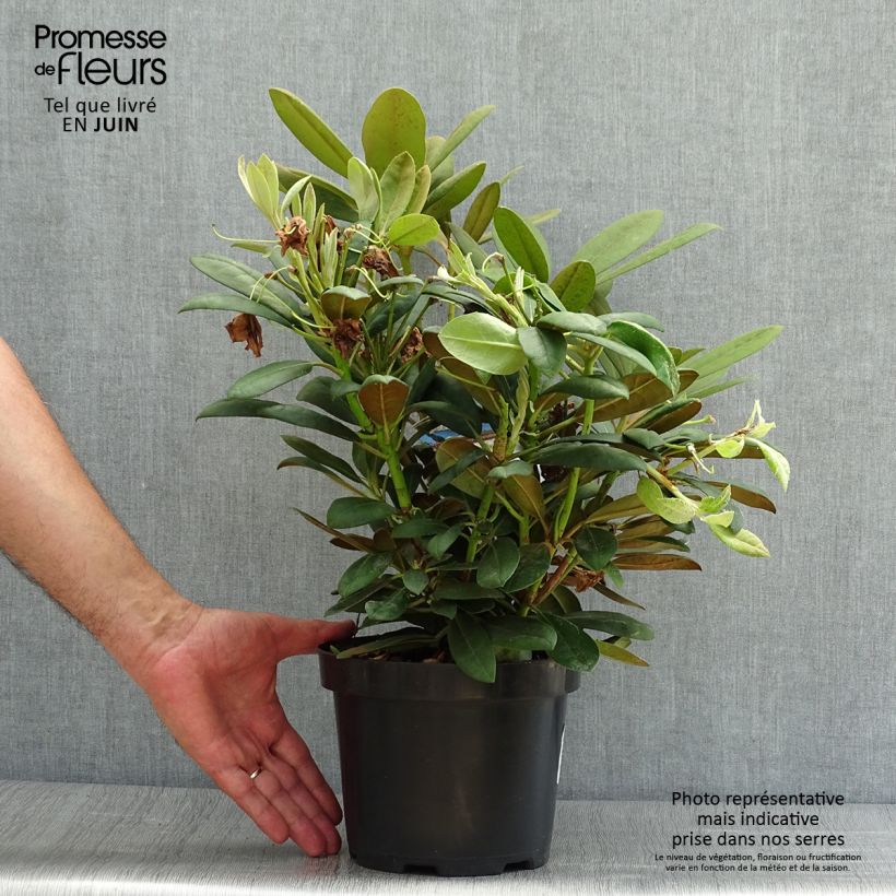 Exemplar von Rhododendron yakushimanum Porzellan Topf mit 3L/4L wie im Sommer geliefert