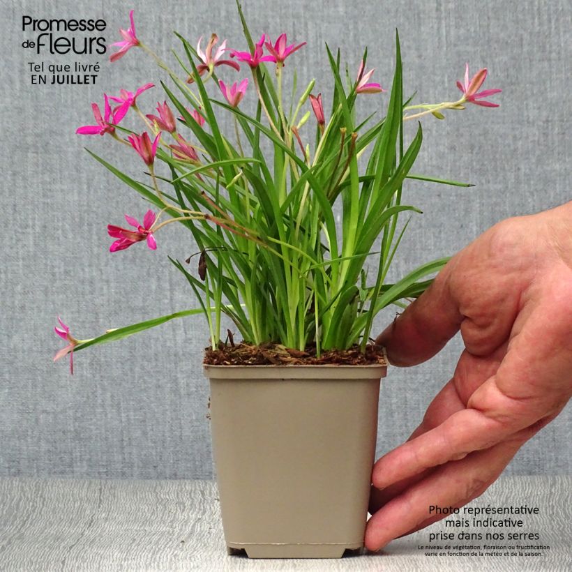 Exemplar von Rhodohypoxis Fairytale - Grasstern Kleine Töpfe von 8/9 cm wie im Sommer geliefert
