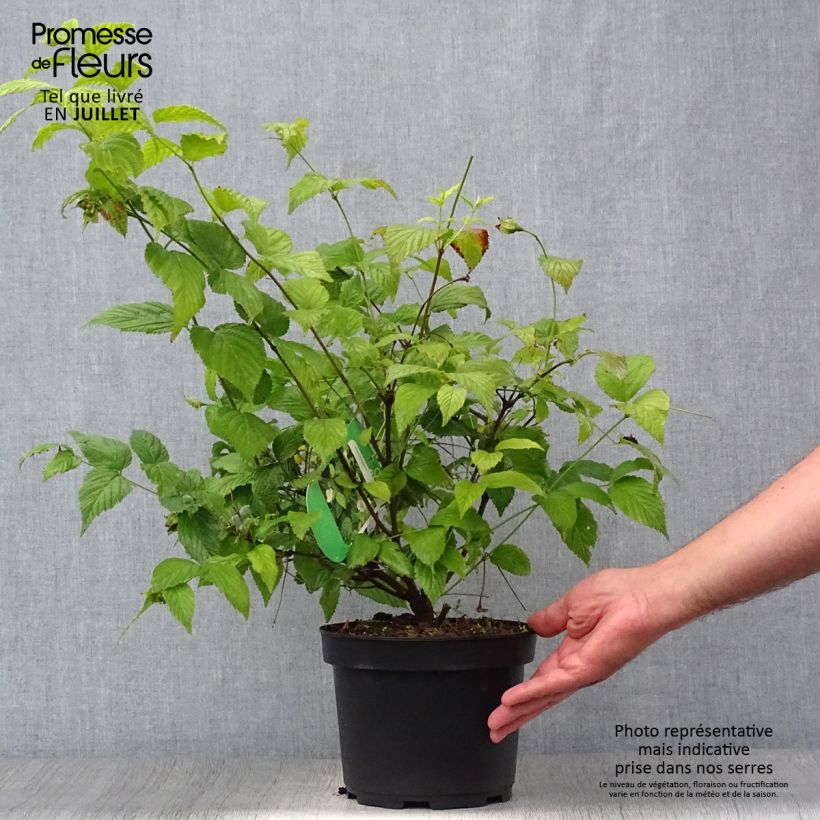 Exemplar von Rhodotypos scandens - Weiße Rosenkerrie Topf mit 3L/4L wie im Sommer geliefert